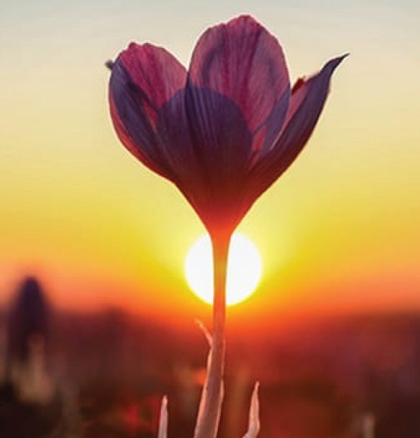 Rosa del azafrán al amanecer en los campos de Jorasán