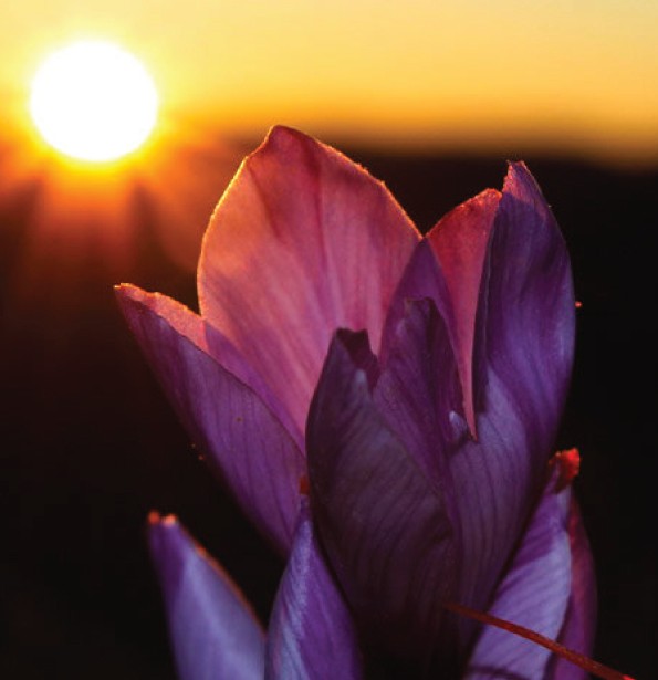 Flor del azafrán abriéndose al amanecer